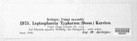 Typhicola typharum image